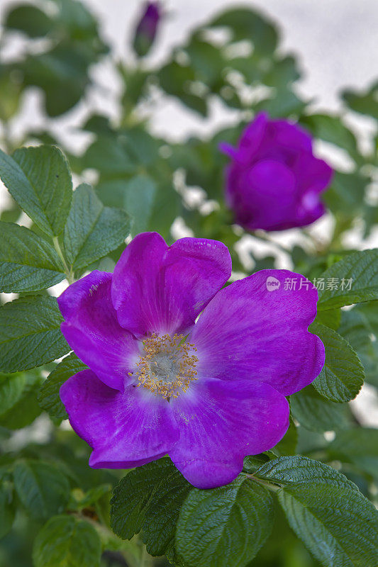 美丽的粉红色狗玫瑰(Rosa canina)花在花园里盛开